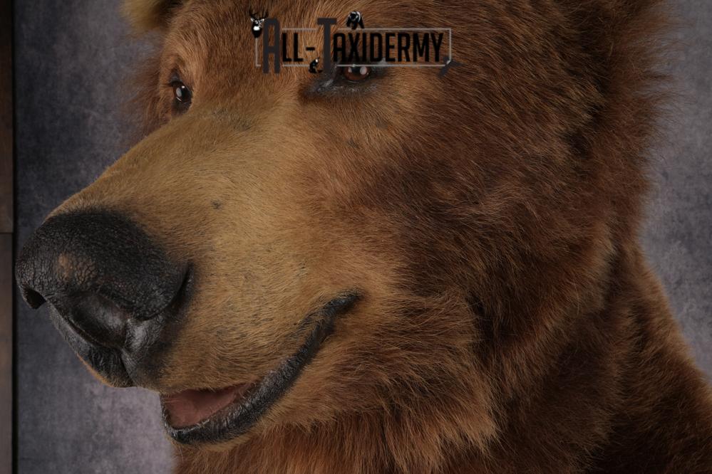 Full Body Grizzly Bear Taxidermy Mount SKU 2647 - Image 15