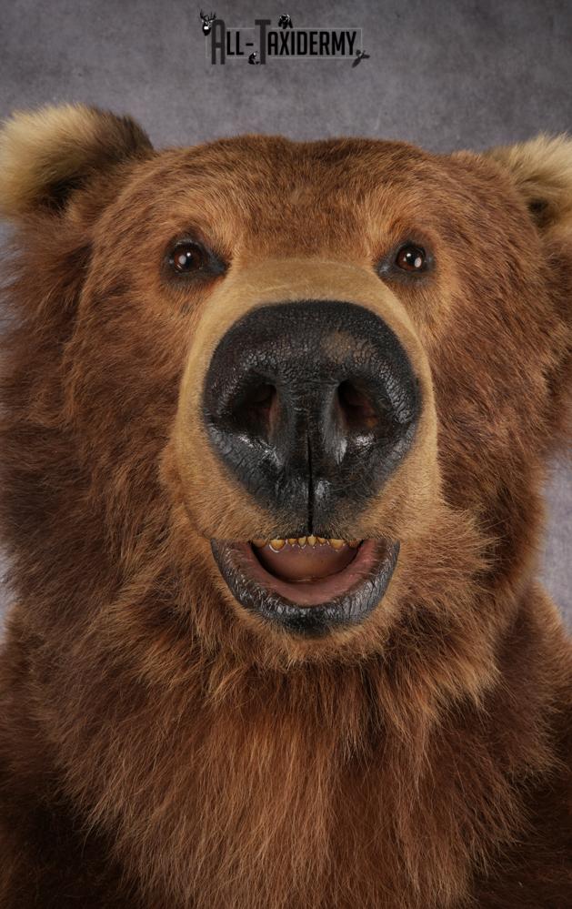 Full Body Grizzly Bear Taxidermy Mount SKU 2647 - Image 14