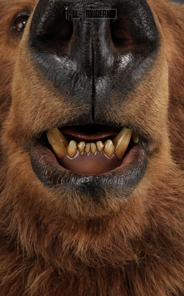 Full Body Grizzly Bear Taxidermy Mount SKU 2647 - Image 13