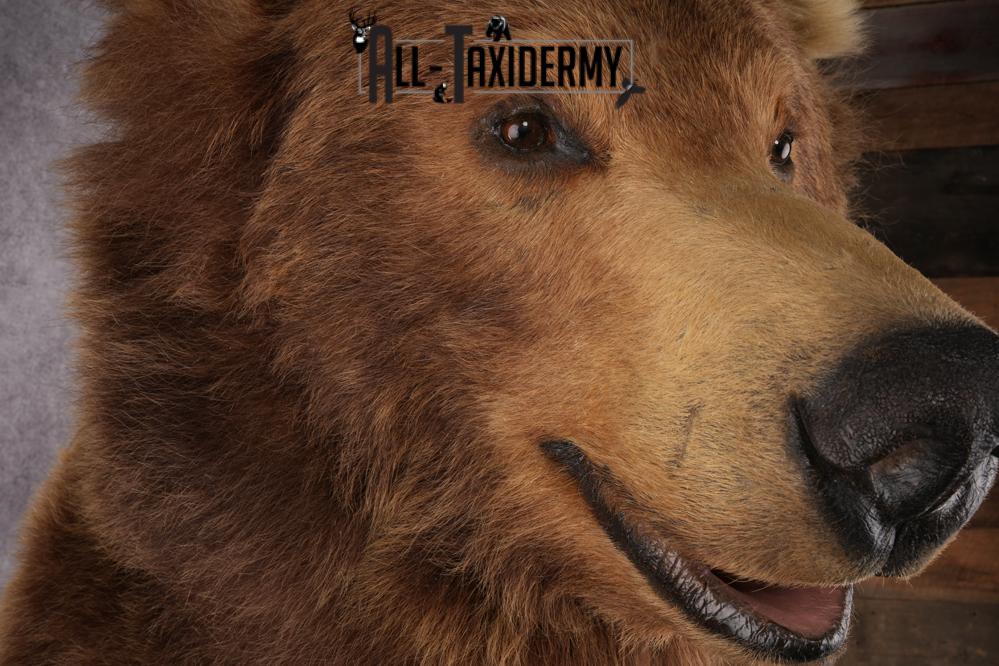 Full Body Grizzly Bear Taxidermy Mount SKU 2647 - Image 12