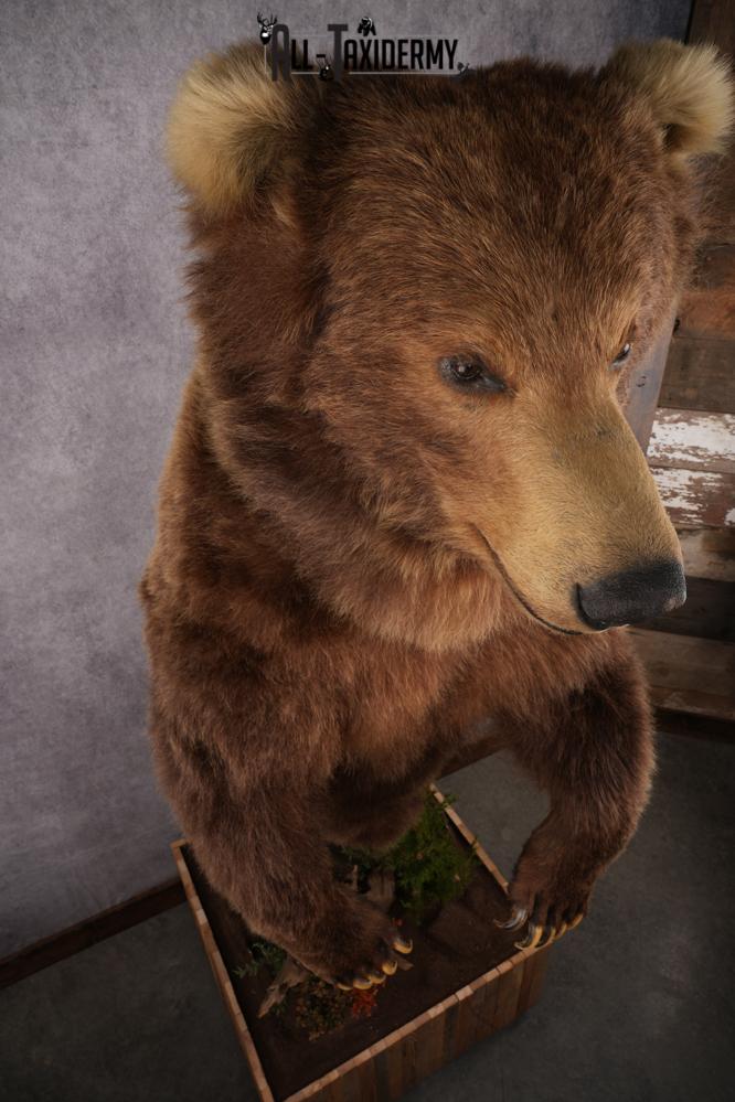 Full Body Grizzly Bear Taxidermy Mount SKU 2647 - Image 11