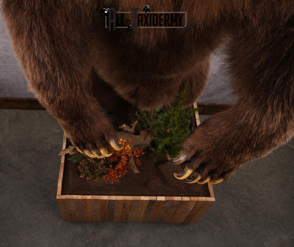 Full Body Grizzly Bear Taxidermy Mount SKU 2647 - Image 10