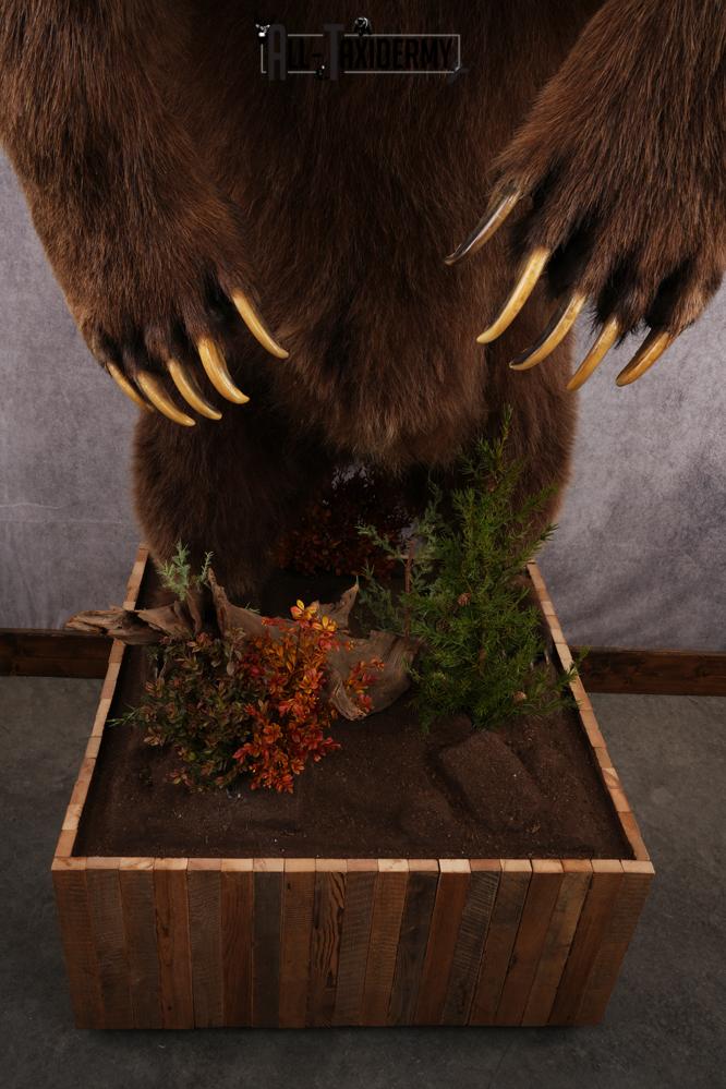 Full Body Grizzly Bear Taxidermy Mount SKU 2647 - Image 9