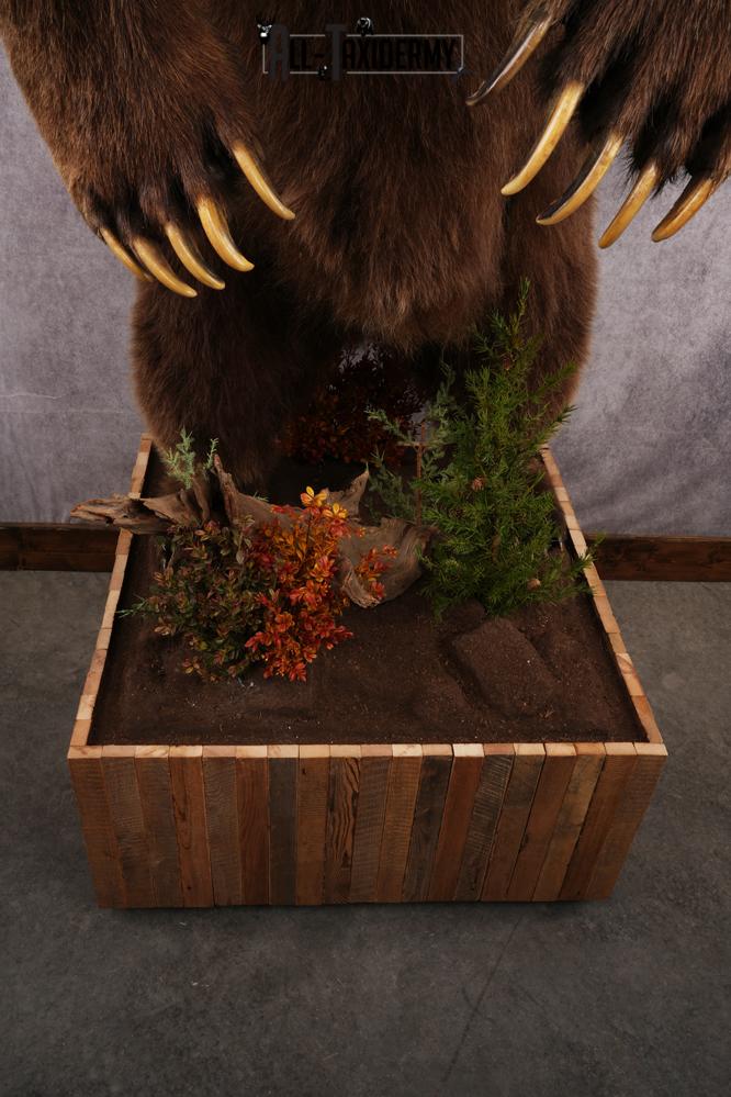 Full Body Grizzly Bear Taxidermy Mount SKU 2647 - Image 8