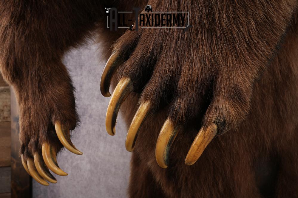 Full Body Grizzly Bear Taxidermy Mount SKU 2647 - Image 7