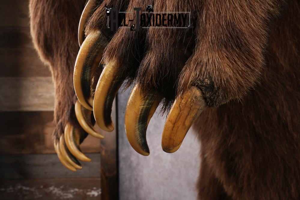 Full Body Grizzly Bear Taxidermy Mount SKU 2647 - Image 6