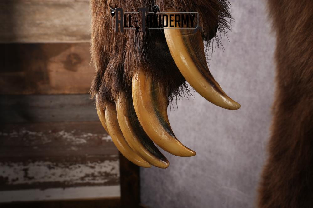 Full Body Grizzly Bear Taxidermy Mount SKU 2647 - Image 5