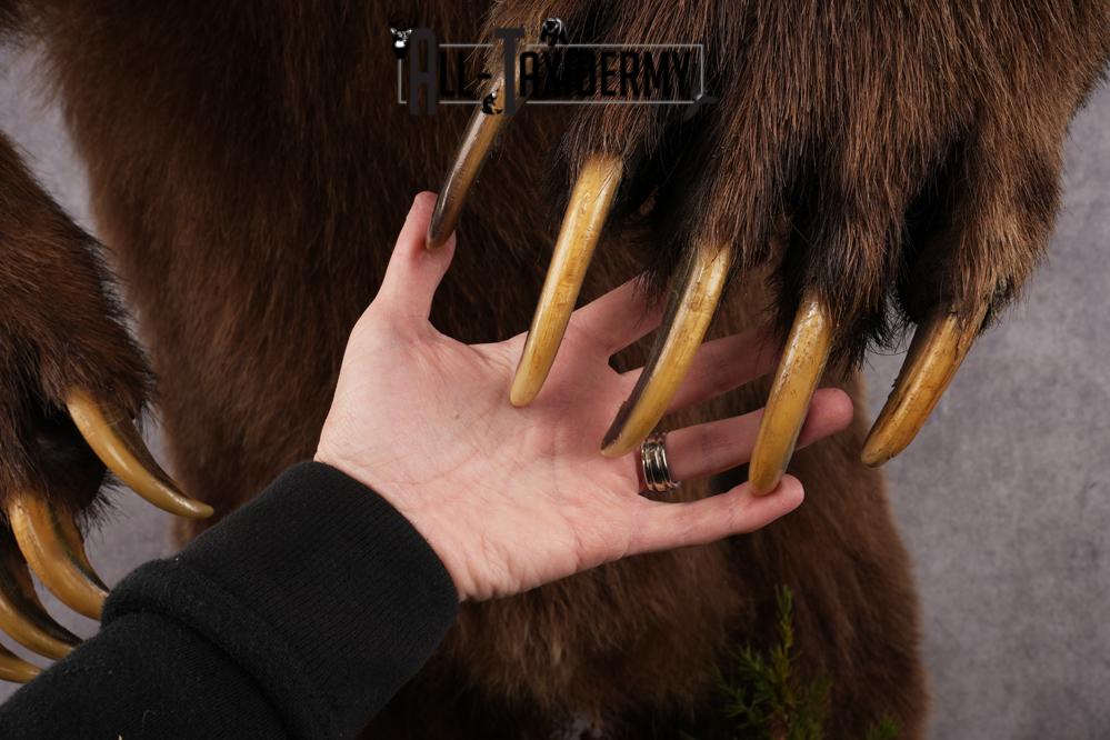 Full Body Grizzly Bear Taxidermy Mount SKU 2647 - Image 24