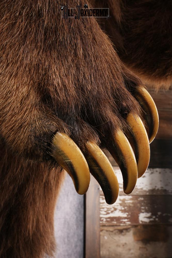 Full Body Grizzly Bear Taxidermy Mount SKU 2647 - Image 4