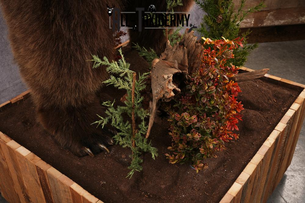 Full Body Grizzly Bear Taxidermy Mount SKU 2647 - Image 3