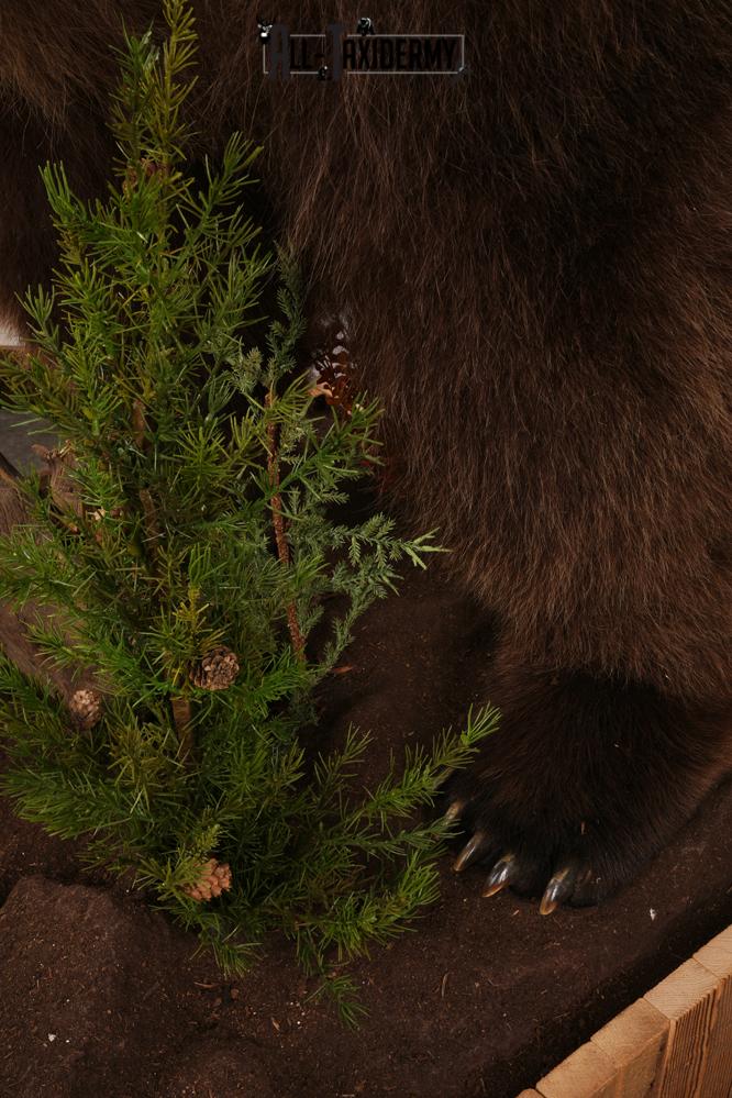 Full Body Grizzly Bear Taxidermy Mount SKU 2647 - Image 2