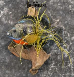 Bluegill Taxidermy Mounts