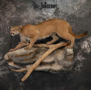 Big Cat Taxidermy Mount Ideas