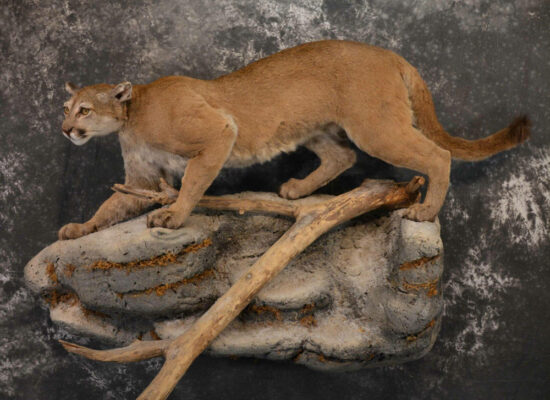 Big Cat Taxidermy Mount Ideas