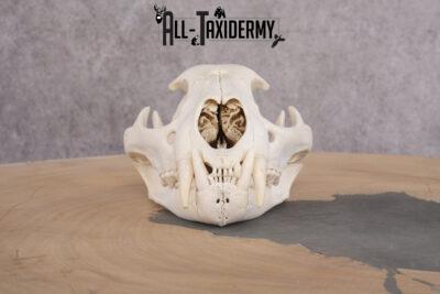 Mountain Lion Cougar Skull SKU 2691