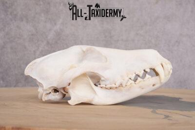 Coyote Skull with Jaw SKU 2692