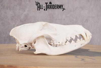 Coyote Skull with Jaw SKU 2693