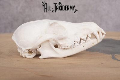 Red Fox Skull with Jaw SKU 2695