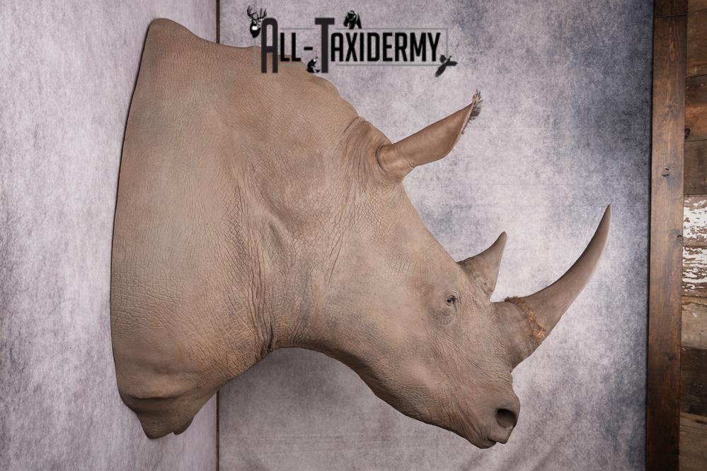 Reproduction African White Rhinoceros Shoulder Mount SKU 2689 - Image 3