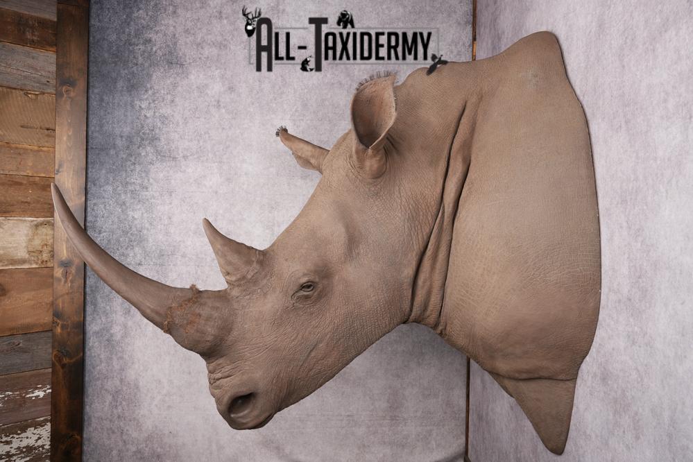 Reproduction African White Rhinoceros Shoulder Mount SKU 2689 - Image 2