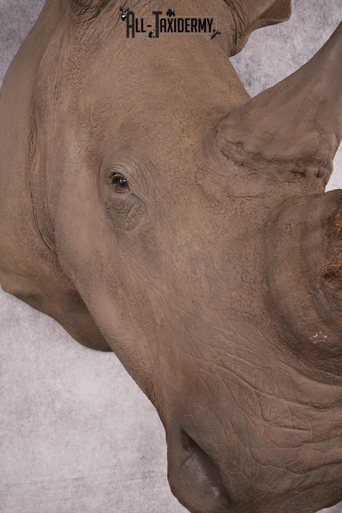 Reproduction African White Rhinoceros Shoulder Mount SKU 2689 - Image 19