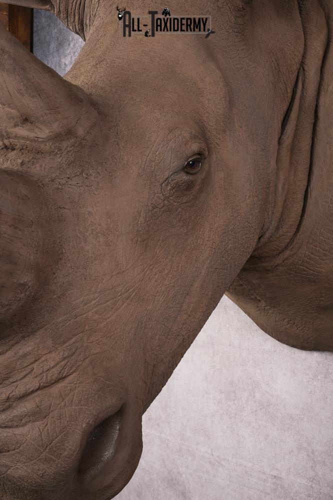 Reproduction African White Rhinoceros Shoulder Mount SKU 2689 - Image 18
