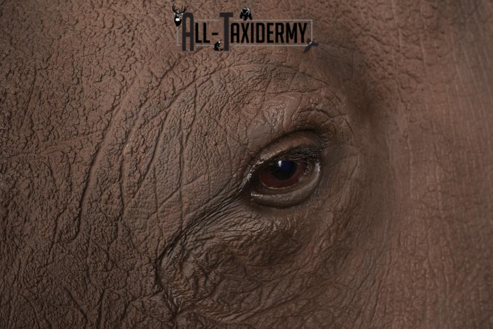 Reproduction African White Rhinoceros Shoulder Mount SKU 2689 - Image 6