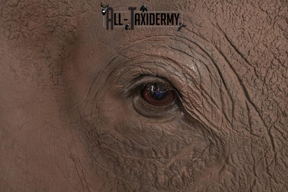 Reproduction African White Rhinoceros Shoulder Mount SKU 2689 - Image 5