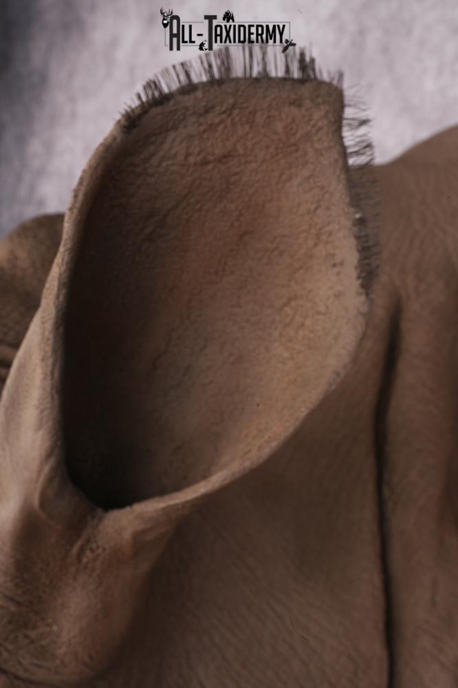 Reproduction African White Rhinoceros Shoulder Mount SKU 2689 - Image 16