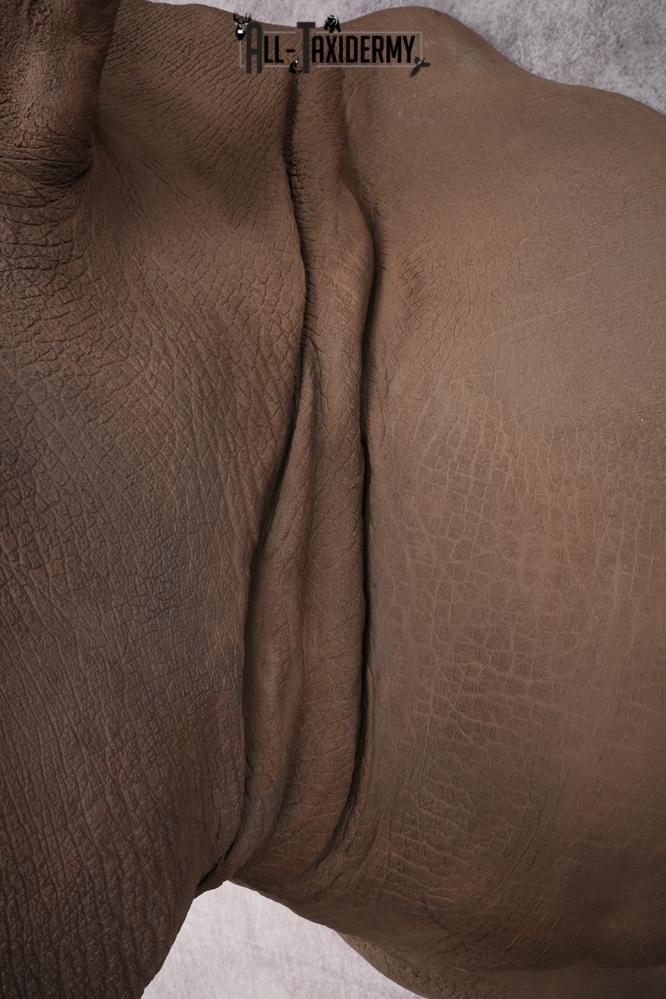 Reproduction African White Rhinoceros Shoulder Mount SKU 2689 - Image 15