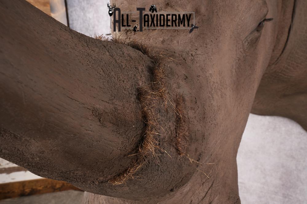 Reproduction African White Rhinoceros Shoulder Mount SKU 2689 - Image 14