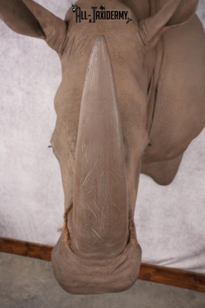 Reproduction African White Rhinoceros Shoulder Mount SKU 2689 - Image 4