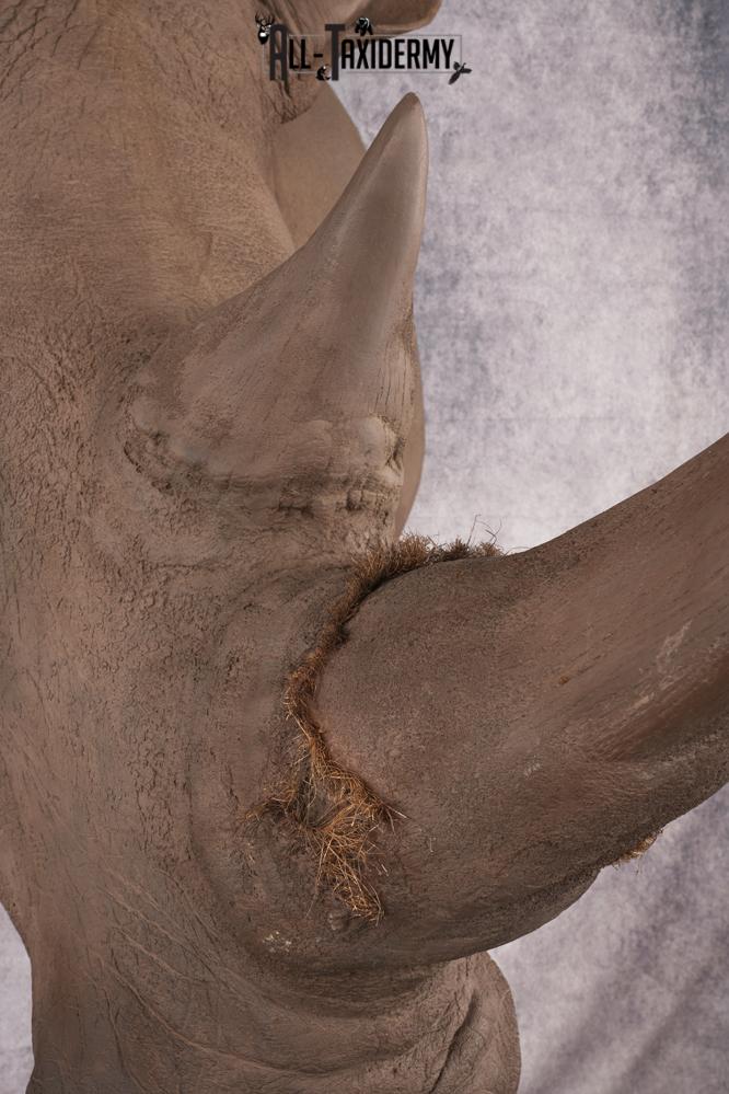Reproduction African White Rhinoceros Shoulder Mount SKU 2689 - Image 13