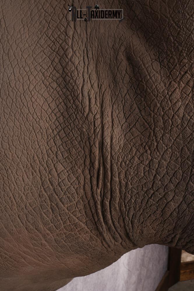 Reproduction African White Rhinoceros Shoulder Mount SKU 2689 - Image 12