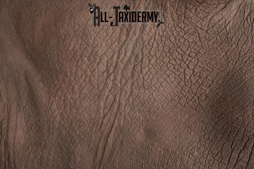 Reproduction African White Rhinoceros Shoulder Mount SKU 2689 - Image 11