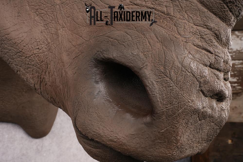Reproduction African White Rhinoceros Shoulder Mount SKU 2689 - Image 10