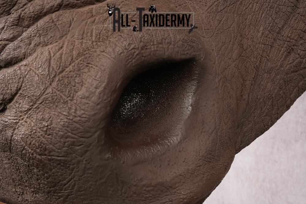 Reproduction African White Rhinoceros Shoulder Mount SKU 2689 - Image 9