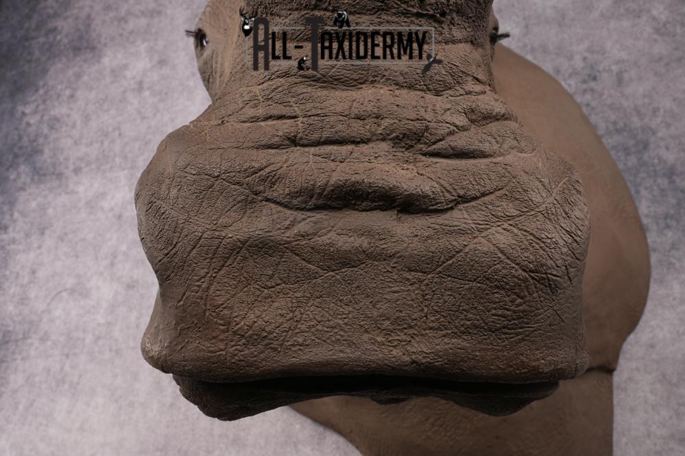 Reproduction African White Rhinoceros Shoulder Mount SKU 2689 - Image 8