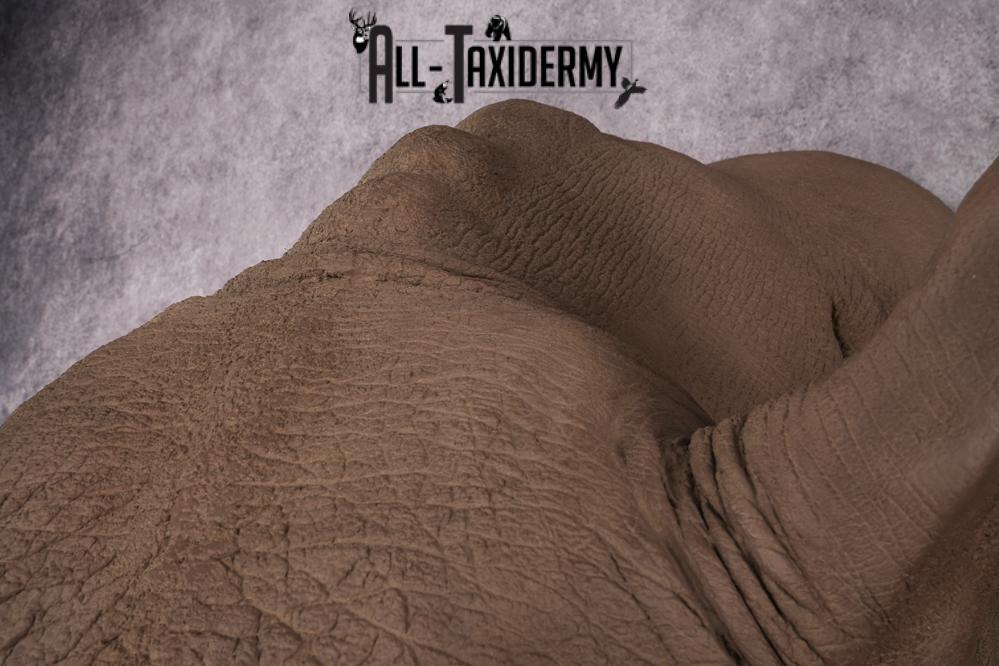 Reproduction African White Rhinoceros Shoulder Mount SKU 2689 - Image 7