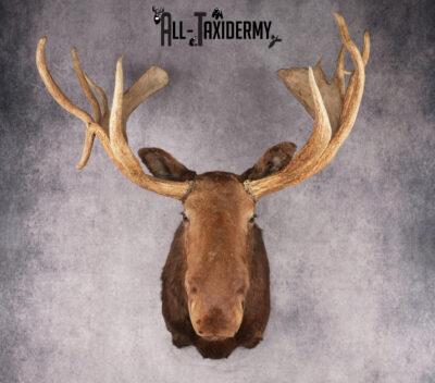 Canadian Moose Taxidermy Shoulder Mont SKU 2690