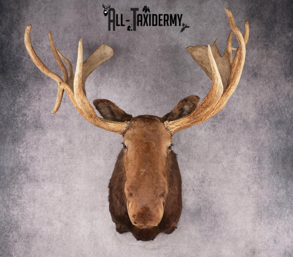 Canadian Moose Taxidermy Shoulder Mont SKU 2690