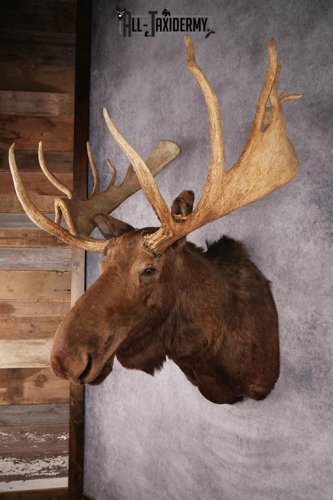 Canadian Moose Taxidermy Shoulder Mont SKU 2690 - Image 14