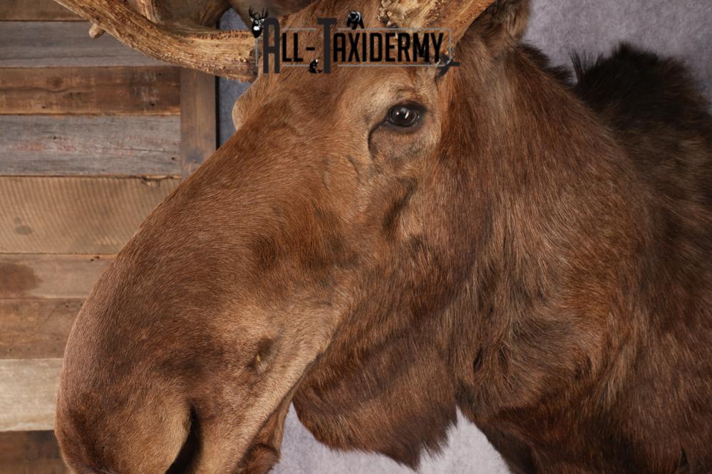 Canadian Moose Taxidermy Shoulder Mont SKU 2690 - Image 13