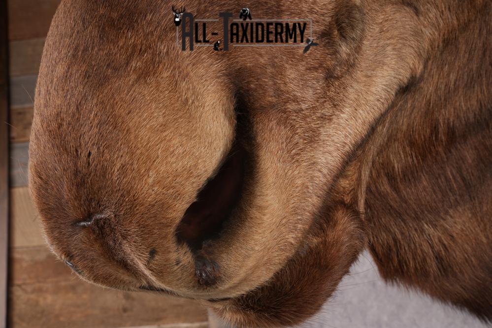 Canadian Moose Taxidermy Shoulder Mont SKU 2690 - Image 12