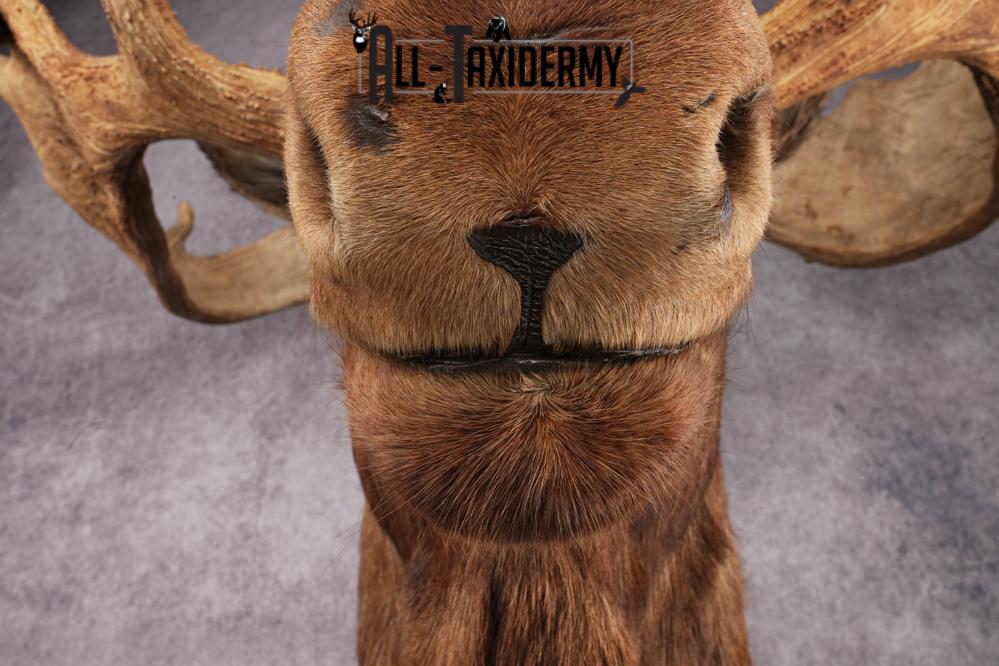 Canadian Moose Taxidermy Shoulder Mont SKU 2690 - Image 11