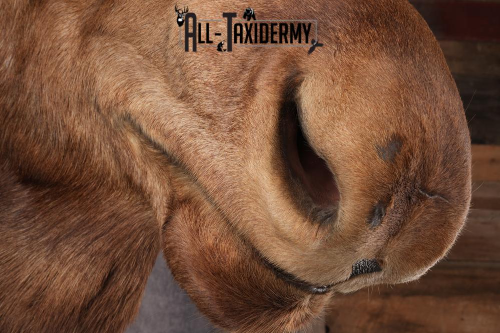 Canadian Moose Taxidermy Shoulder Mont SKU 2690 - Image 10