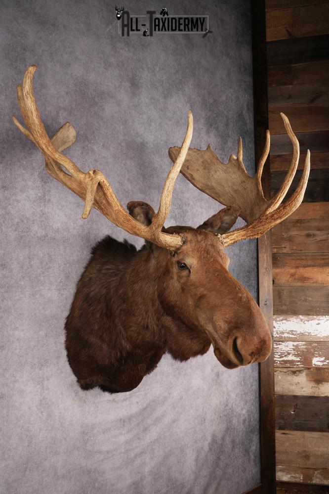Canadian Moose Taxidermy Shoulder Mont SKU 2690 - Image 9
