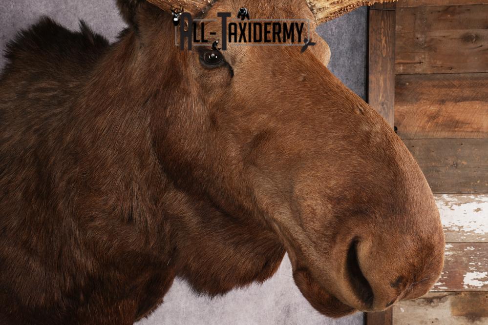 Canadian Moose Taxidermy Shoulder Mont SKU 2690 - Image 8