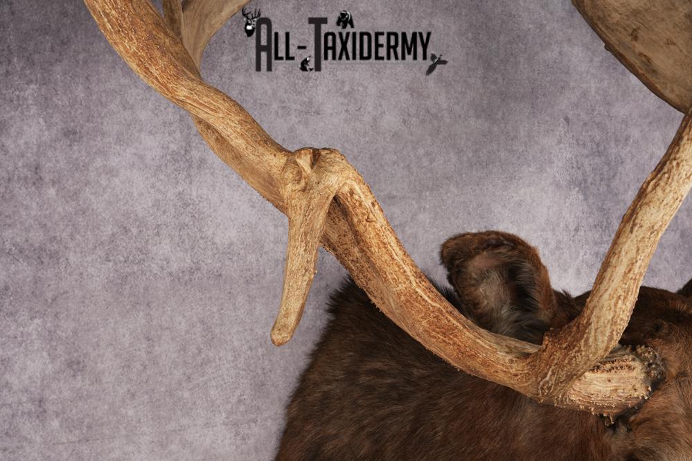 Canadian Moose Taxidermy Shoulder Mont SKU 2690 - Image 7