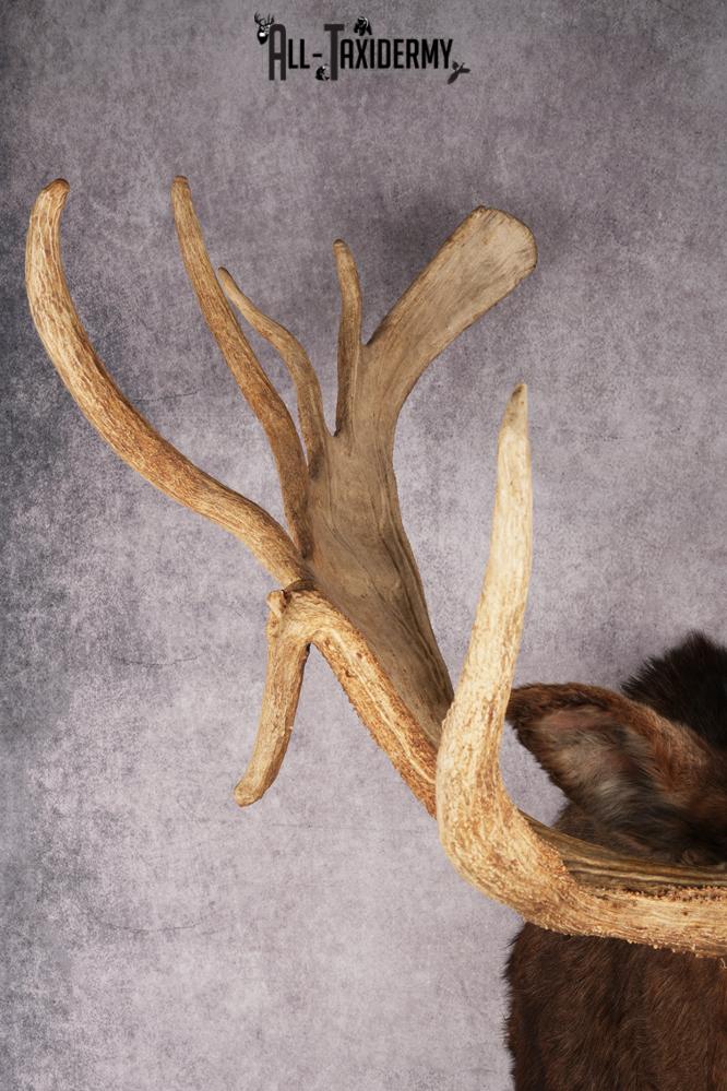 Canadian Moose Taxidermy Shoulder Mont SKU 2690 - Image 5